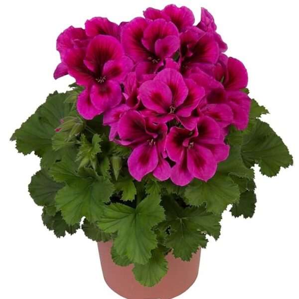 comprar plantas de Geranio Pensamiento online