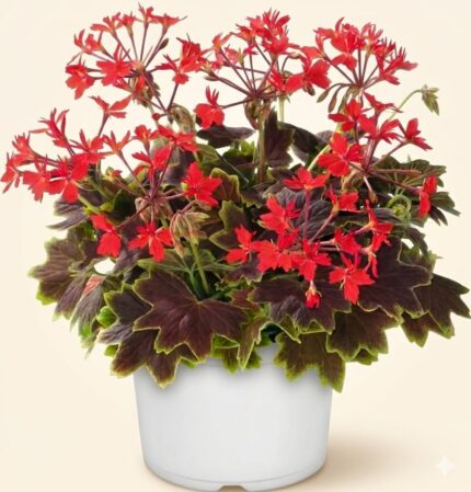 comprar plantas de Geranio Exotico online