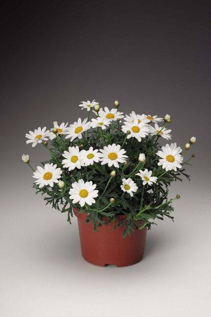 comprar Argyranthemum frutescens