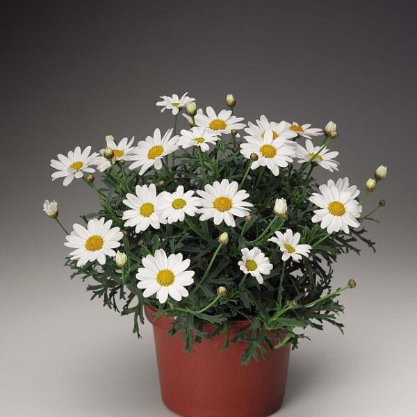 comprar Argyranthemum frutescens