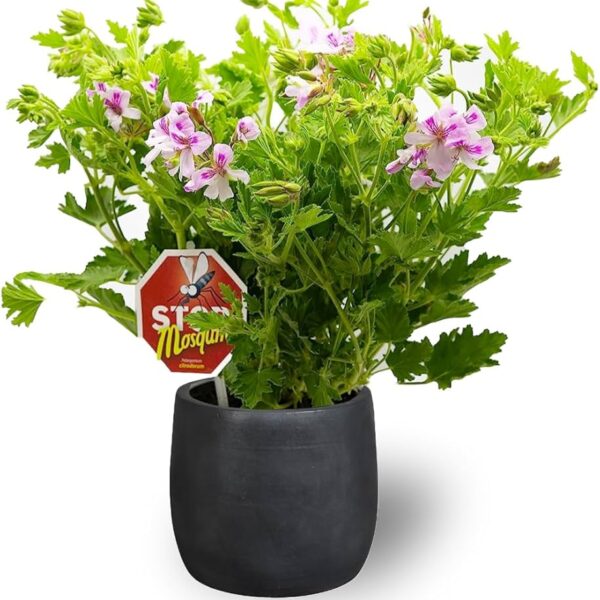 comprar plantas de Geranio Antimosquitos online