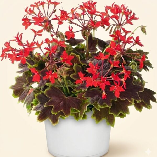 comprar plantas de Geranio Exotico online