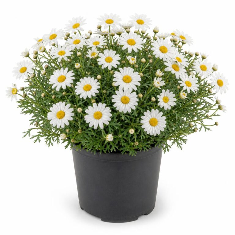 Comprar Argyranthemum frutescens online: cuidados, precio y consejos antes de comprar