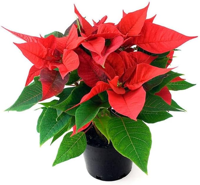 como recuperar una poinsettias pocha paso a paso