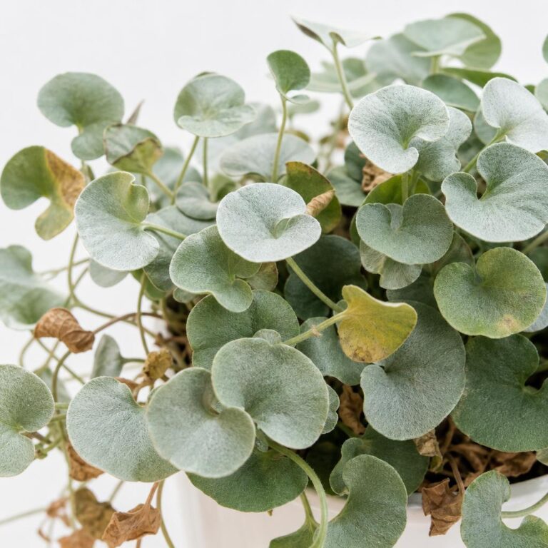 Por qué mi Dichondra se seca / se pone amarilla / se muere: causas y solución