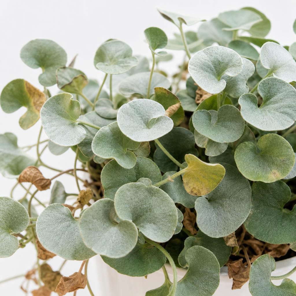Dichondra argentea con hojas secas y amarillas