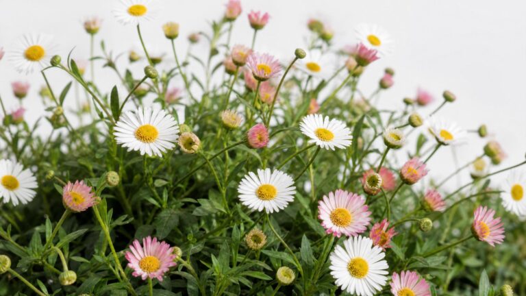 Por qué mi Erigeron se seca / se pone amarillo / se muere: causas y solución