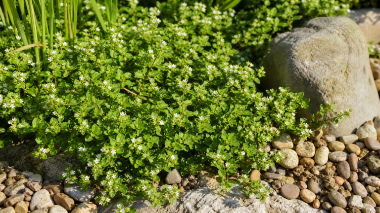 Comprar Euphorbia Hypericifolia Online – La Planta Tapizante Resistente que tu Jardín Necesita