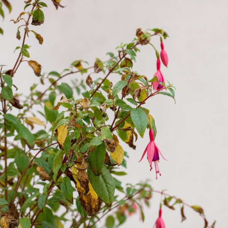 Por qué mi Fuchsia se seca / se pone amarilla / se muere: causas y solución