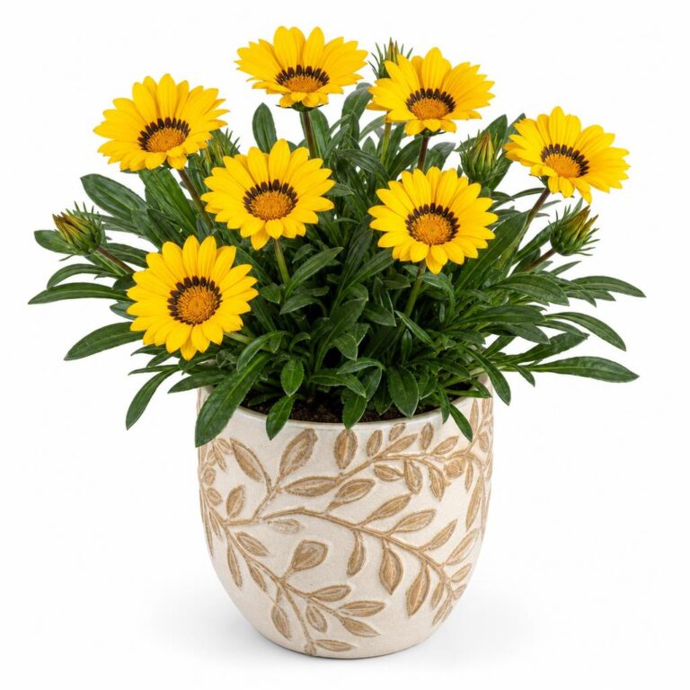 Comprar Gazania Rigens online: cuidados, precio y consejos antes de comprar