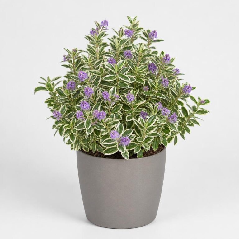 Comprar Hebe Andersonii Variegado online: cuidados, precio y consejos antes de comprar