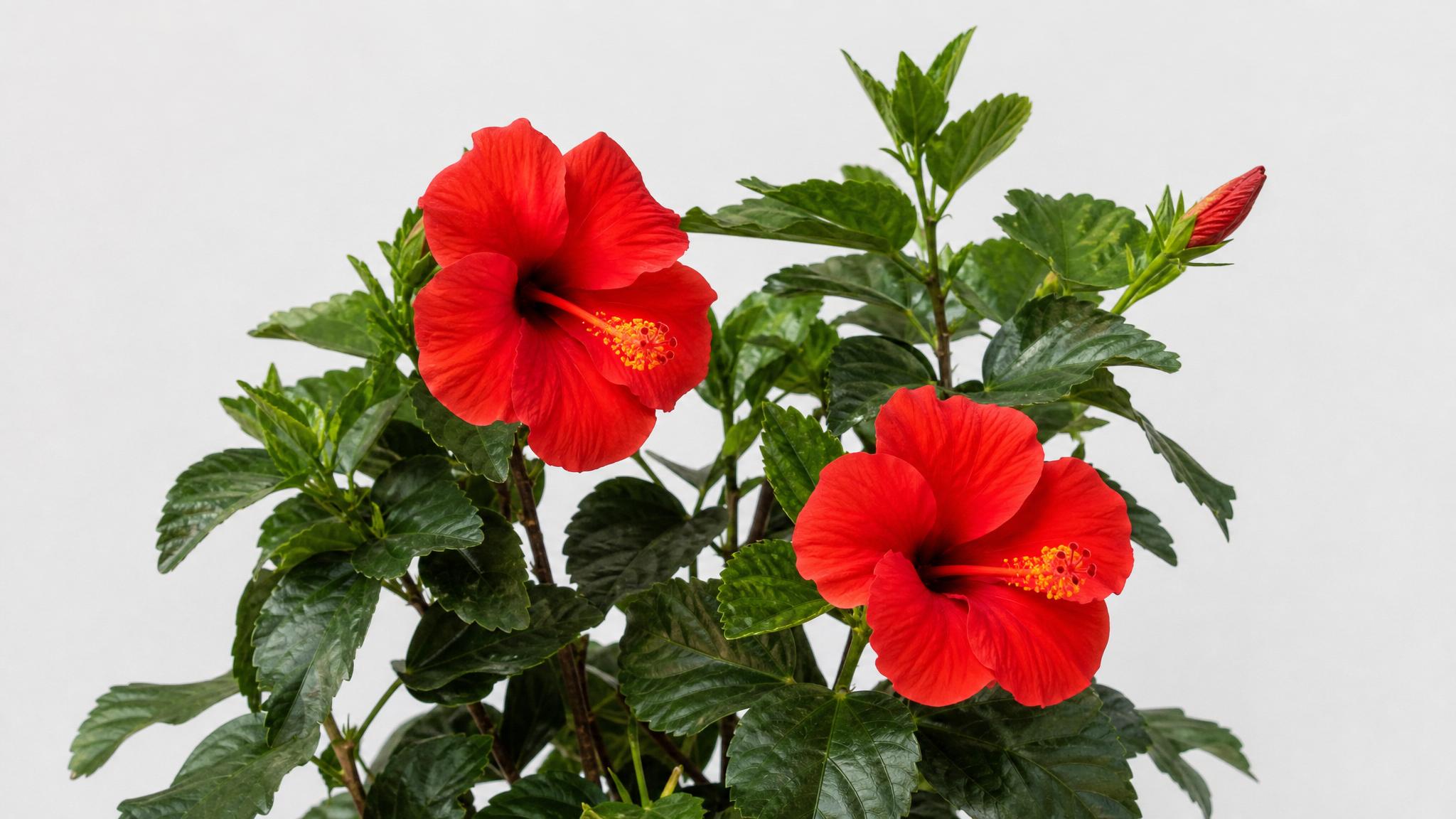 Hibiscus rosa-sinensis planta con flores rojas