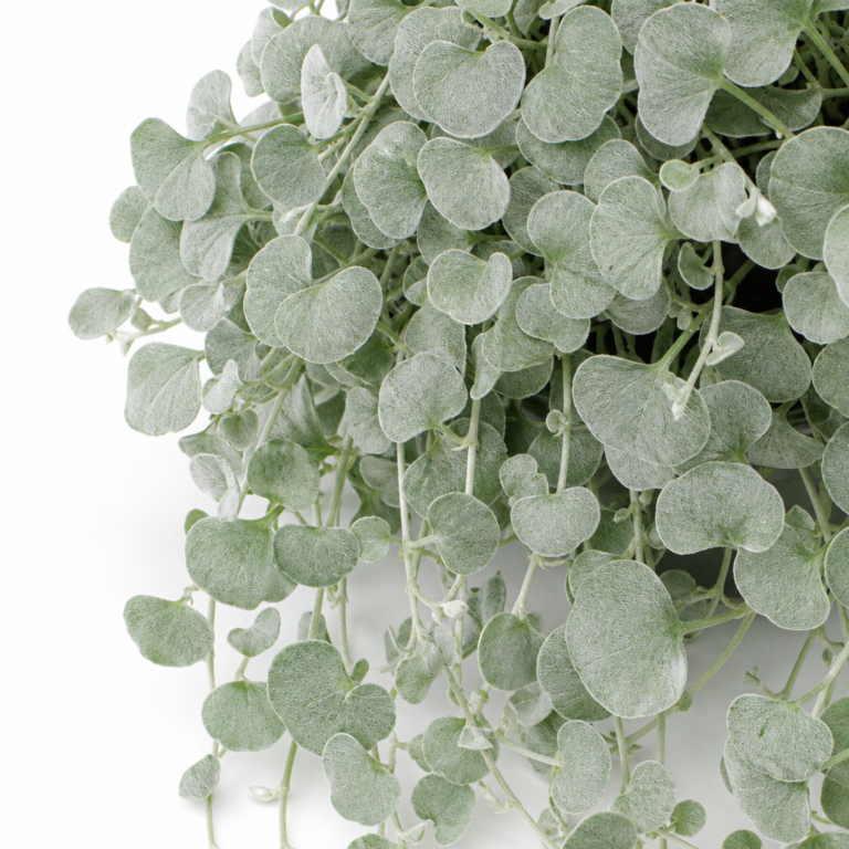 Comprar Dichondra Argentea Online: Guía Completa de la Planta Tapizante Plateada