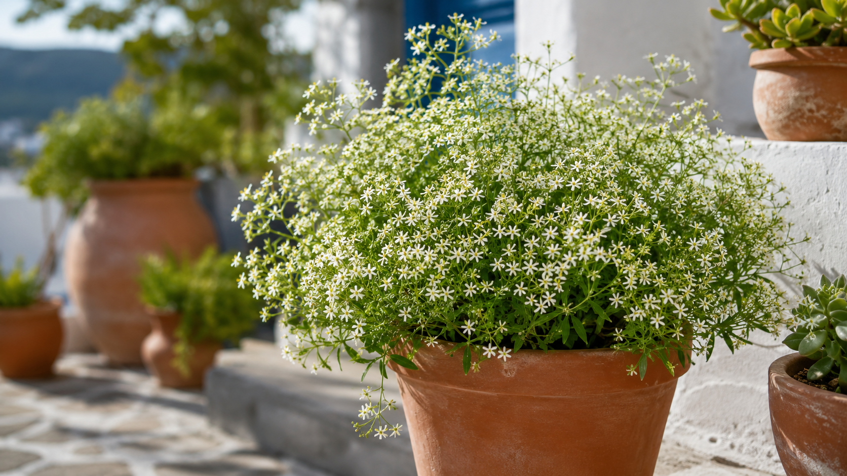 Euphorbia Hypericifolia con flores blancas en maceta en una terraza mediterránea luminosa