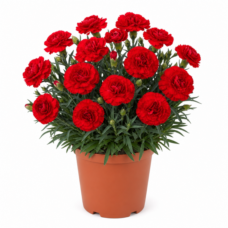 Cómo cuidar Dianthus Caryophyllus en verano en España