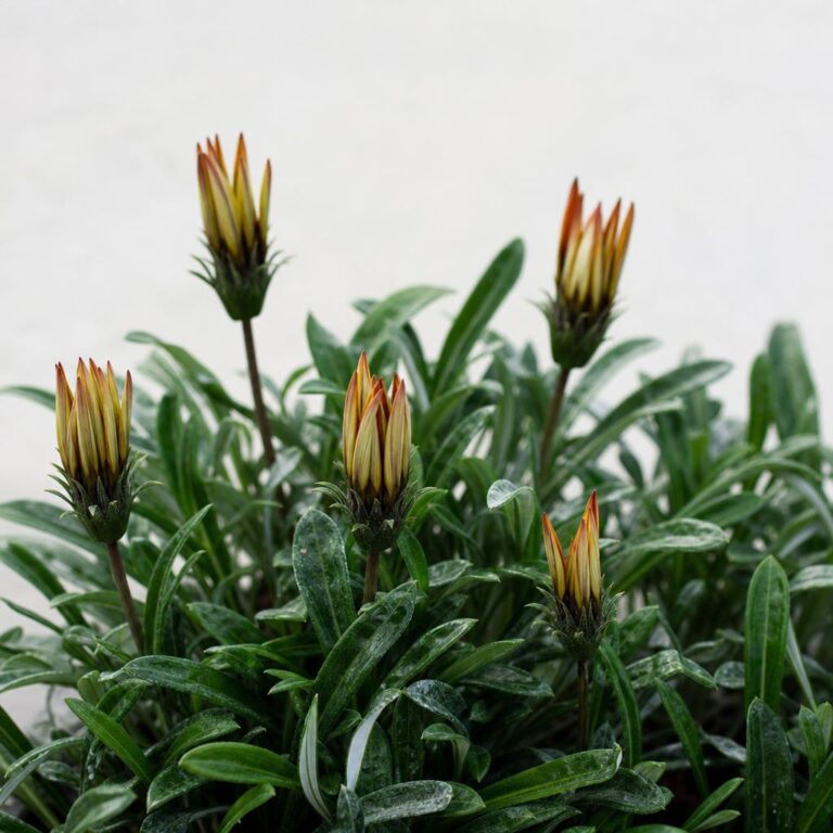 ¿Por qué mi gazania no abre flores? Causas y solución