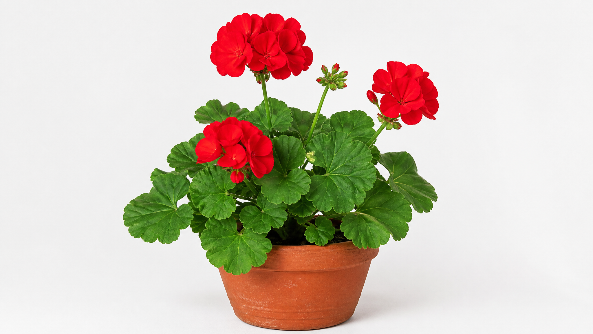Geranio exótico (Pelargonium hortorum) con flores rojas en maceta de terracota
